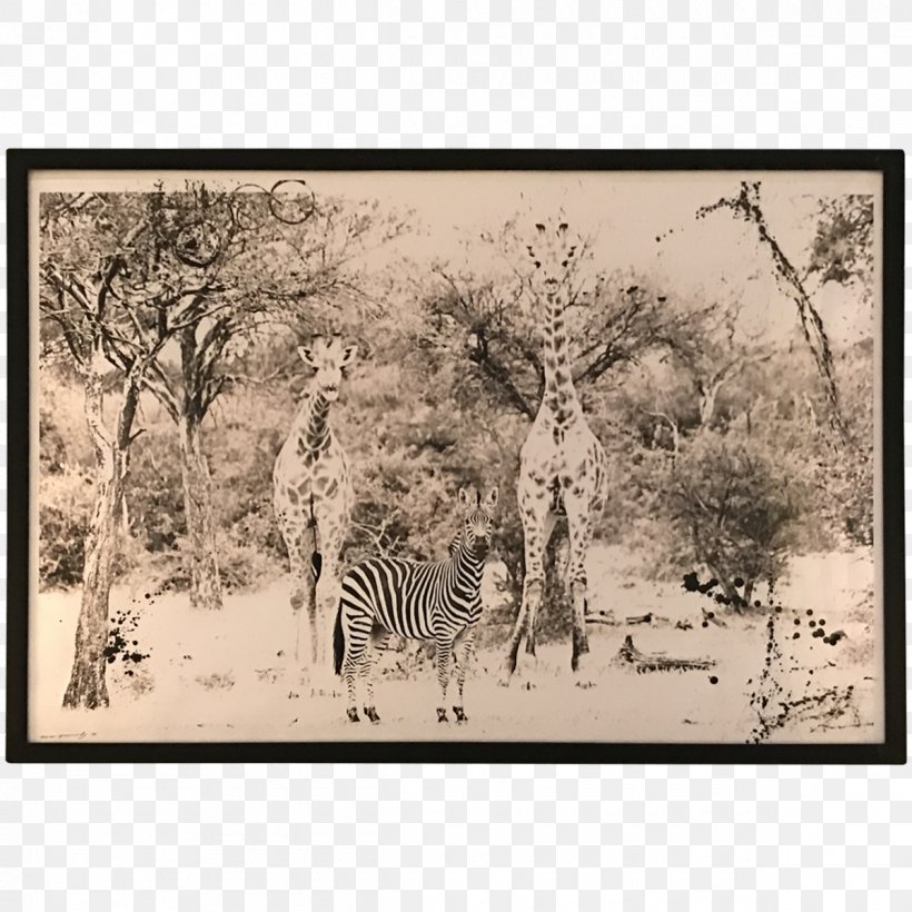 Giraffe Ecosystem Fauna Savanna Picture Frames, PNG, 1200x1200px, Giraffe, Black And White, Branch, Ecosystem, Fauna Download Free