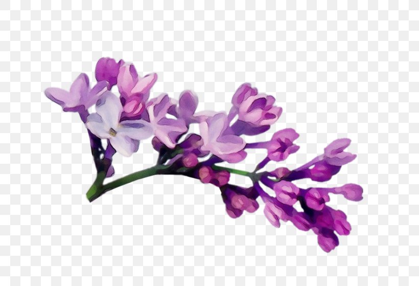 Lavender, PNG, 800x559px, Watercolor, Branch, Flower, Flowering Plant, Lavender Download Free