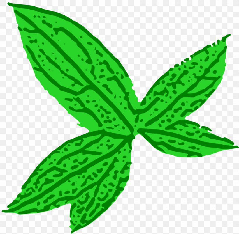 Leaf Clip Art, PNG, 900x883px, Leaf, Drawing, Green, Maple Leaf, Olive Leaf Download Free