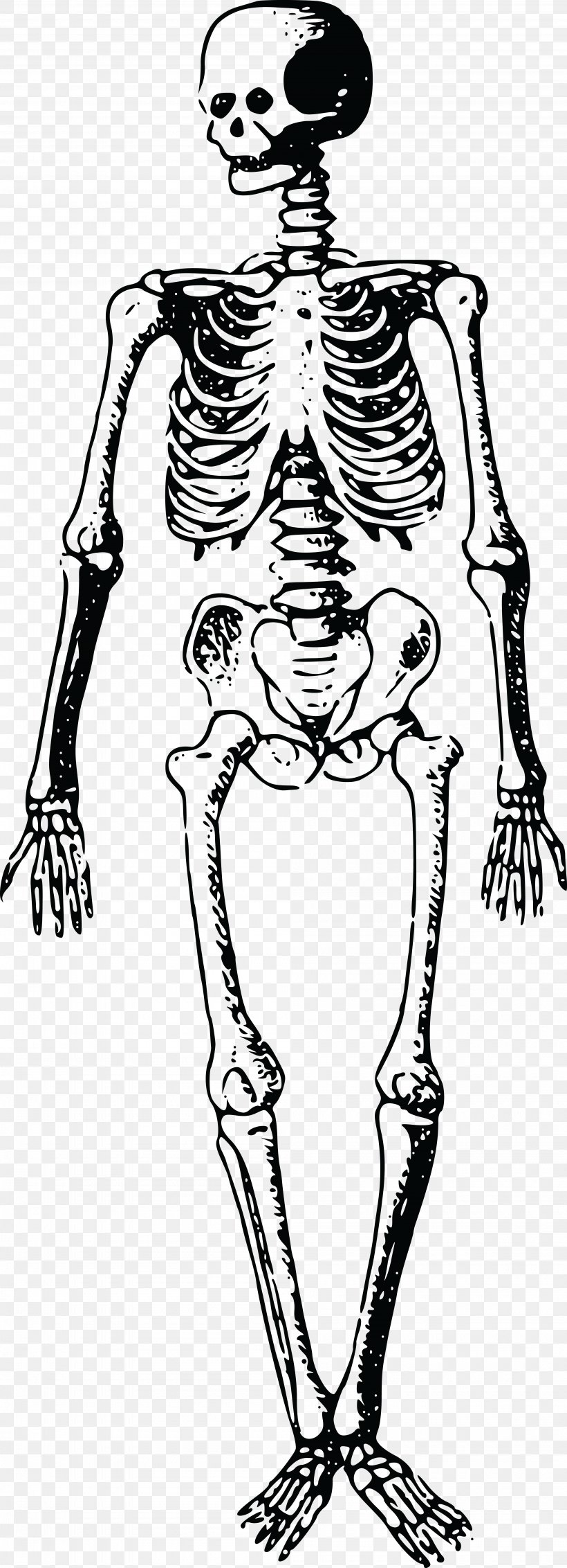 Skeleton Finger Bone Homo Sapiens, PNG, 4000x11047px, Watercolor, Cartoon, Flower, Frame, Heart Download Free