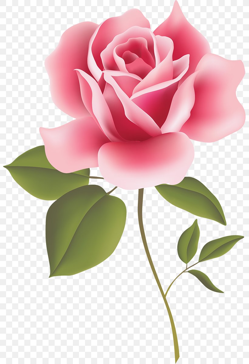 Clip Art Rose Floral Design Flower, PNG, 799x1200px, Rose, Art, Cut Flowers, Drawing, Floral Design Download Free