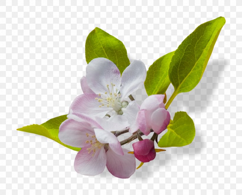 Flower Blossom Clip Art, PNG, 1024x824px, Flower, Blossom, Branch, Cherry Blossom, Color Download Free