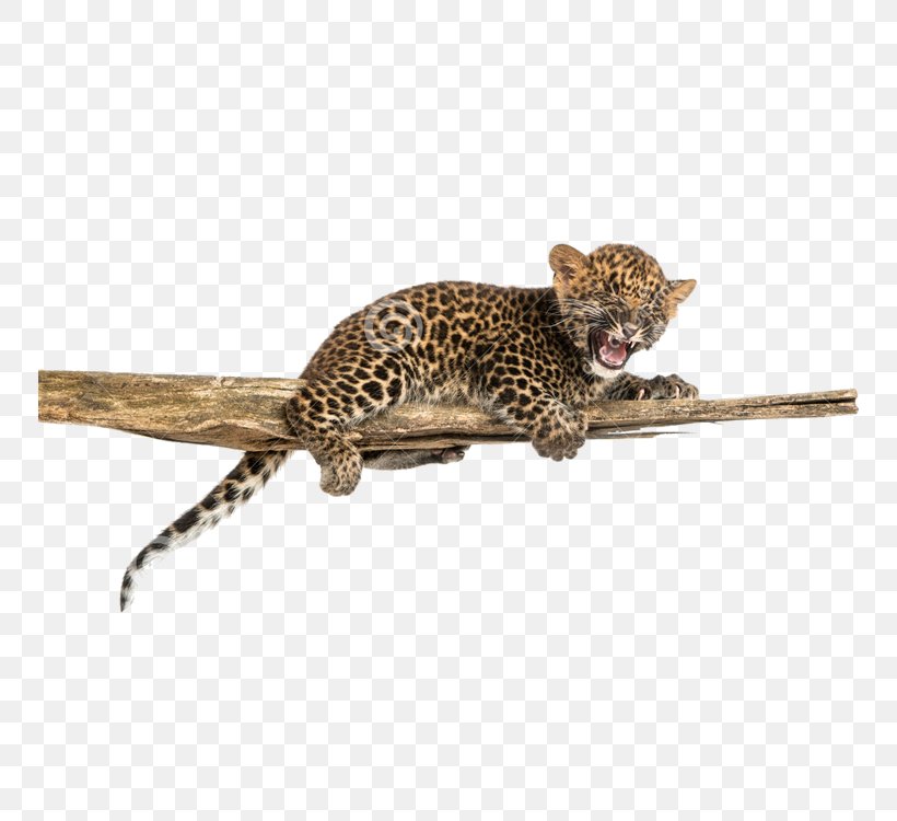 Leopard Dog Serengeti Roar, PNG, 750x750px, Leopard, Big Cats, Carnivoran, Cat Like Mammal, Cheetah Download Free