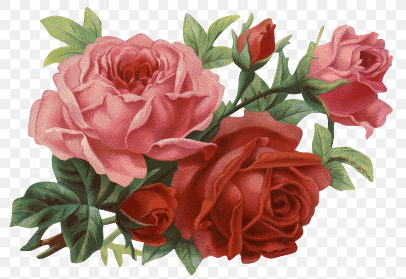 Rose Flower Clip Art, PNG, 800x564px, Rose, Artificial Flower, Blue Rose, Cut Flowers, Decoupage Download Free