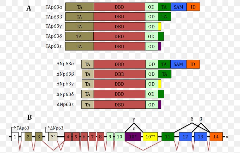 TP63 Gene Alternative Splicing RNA Splicing Protein, PNG, 765x522px, Gene, Alternative Splicing, Area, Diagram, Elevation Download Free