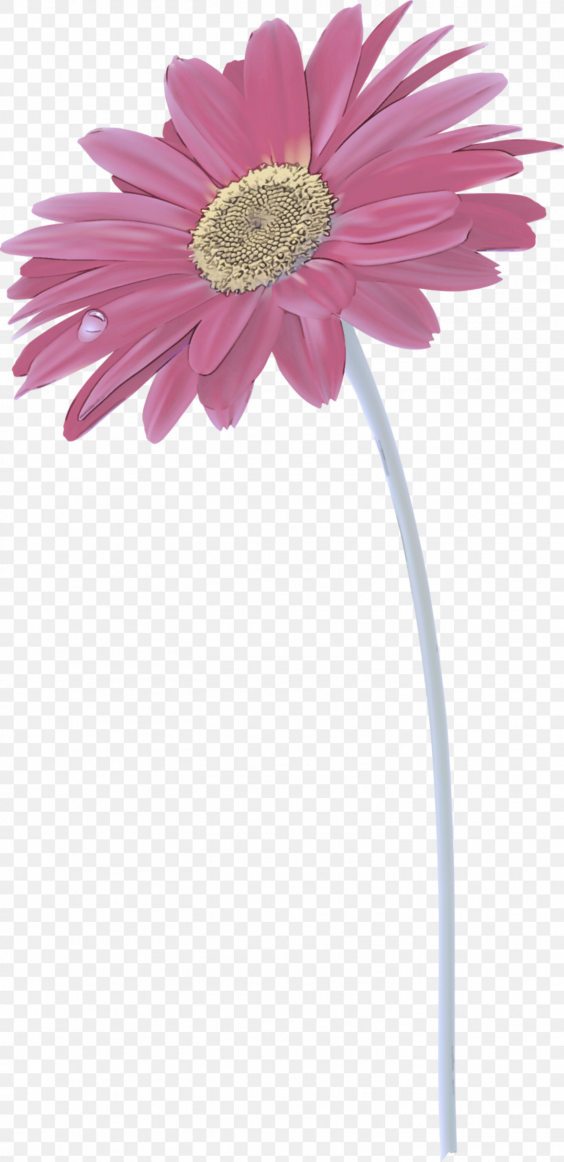 Transvaal Daisy Flower Vase Ornamental Plant Common Daisy, PNG, 1456x3000px, Transvaal Daisy, Common Daisy, Daisy Family, Flower, Flowerpot Download Free