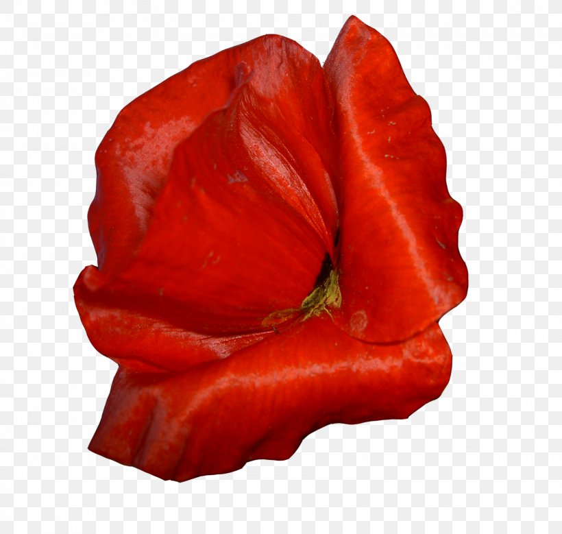 Download Clip Art, PNG, 1600x1521px, Flower, Bell Peppers And Chili Peppers, Blog, Chili Pepper, Data Download Free