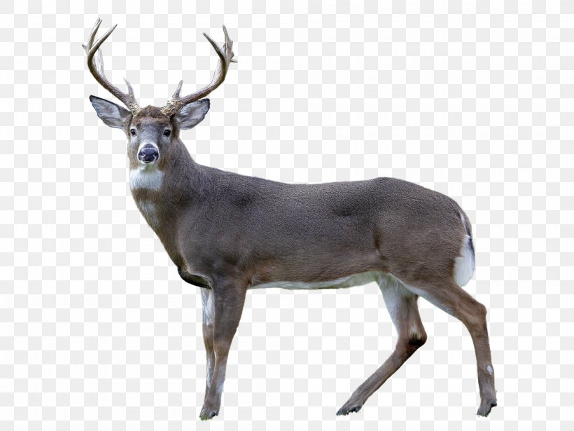 White-tailed Deer Reindeer Antler Animal, PNG, 2000x1500px, Deer, Animal, Antler, Fauna, Horn Download Free