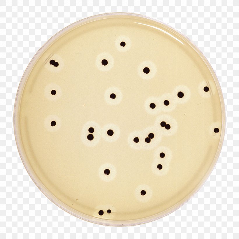 Agar Plate Mueller-Hinton Agar Mannitol Salt Agar Baird-Parker Agar, PNG, 900x900px, Agar Plate, Agar, Agar Sang, Bacillus, Bacillus Cereus Download Free