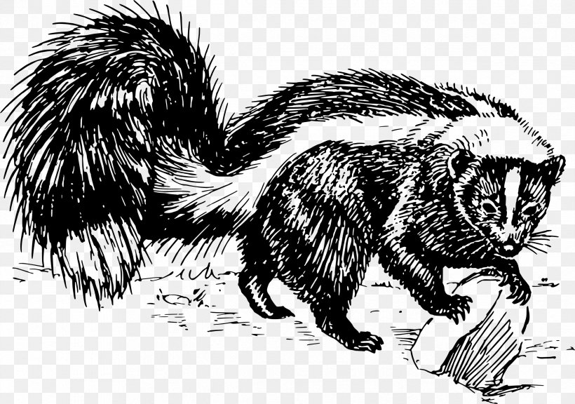 Drawing Skunk Black And White Clip Art, PNG, 2377x1672px, Drawing, Animal, Black And White, Carnivoran, Fauna Download Free