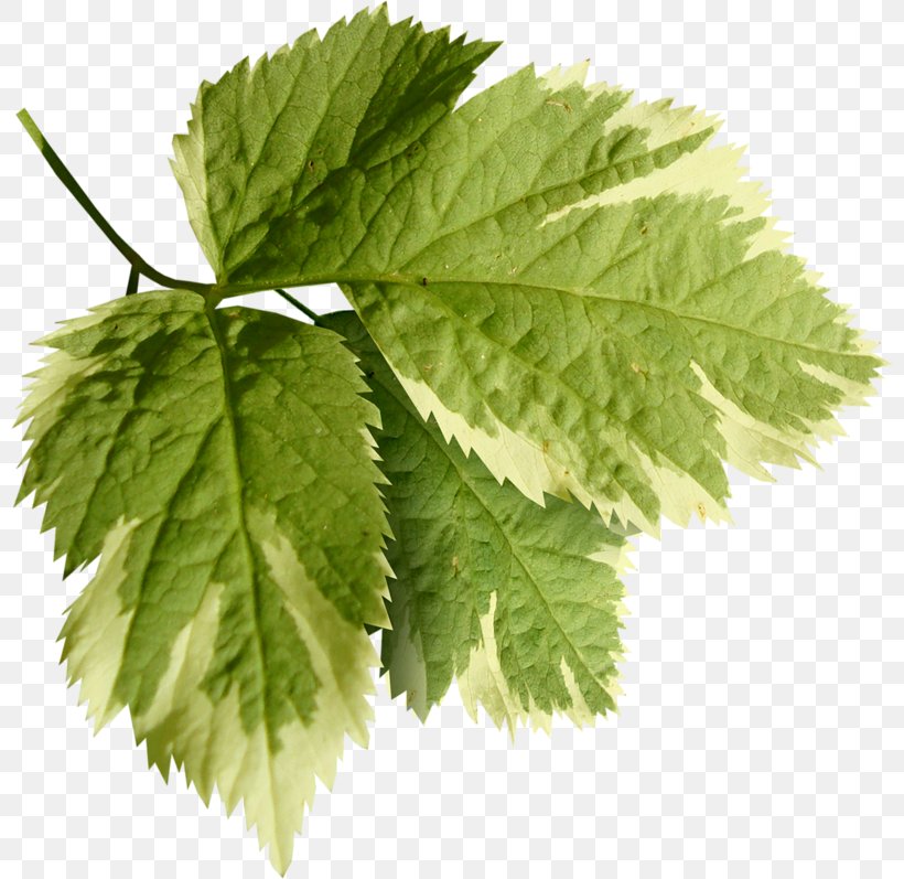 Leaf Clip Art, PNG, 800x797px, Leaf, Branch, Com, Herb, Herbalism Download Free