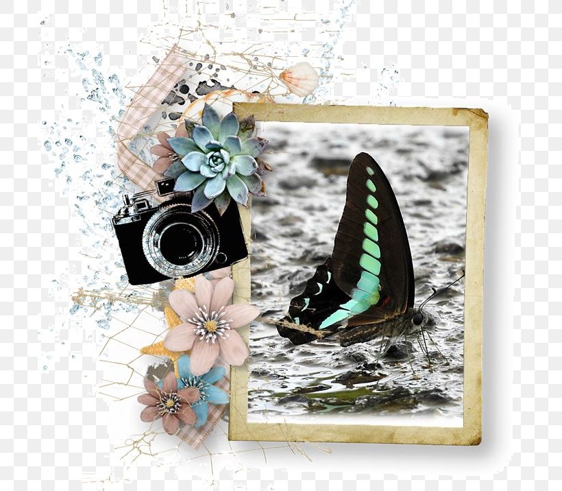 Picture Frames, PNG, 710x716px, Picture Frames, Butterfly, Flower, Insect, Invertebrate Download Free