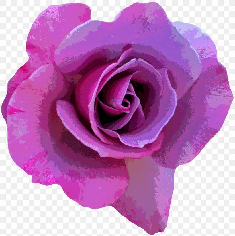 Rose Flower Photography Pink, PNG, 2022x2038px, Rose, Blossom, Cut Flowers, Floribunda, Florist Download Free