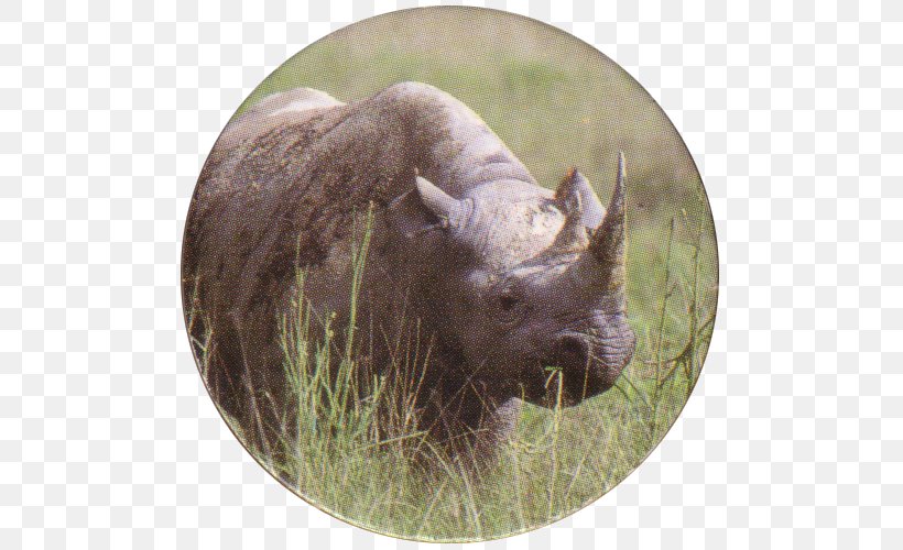 Bison Terrestrial Animal Snout Wildlife Grazing, PNG, 500x500px, Bison, Animal, Cattle Like Mammal, Fauna, Grass Download Free
