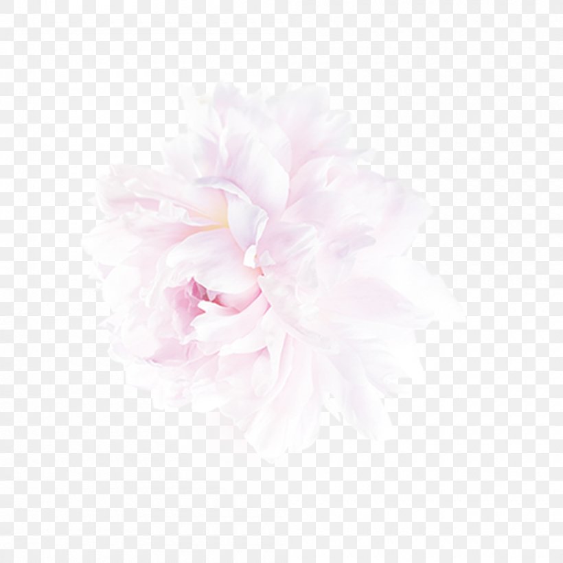 Peony Petal, PNG, 1000x1000px, Peony, Flower, Flowering Plant, Magenta, Petal Download Free