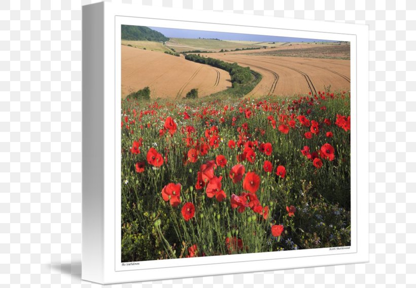 Common Poppy Flowering Plant Meadow, PNG, 650x568px, Poppy, Common Poppy, Coquelicot, Field, Flower Download Free