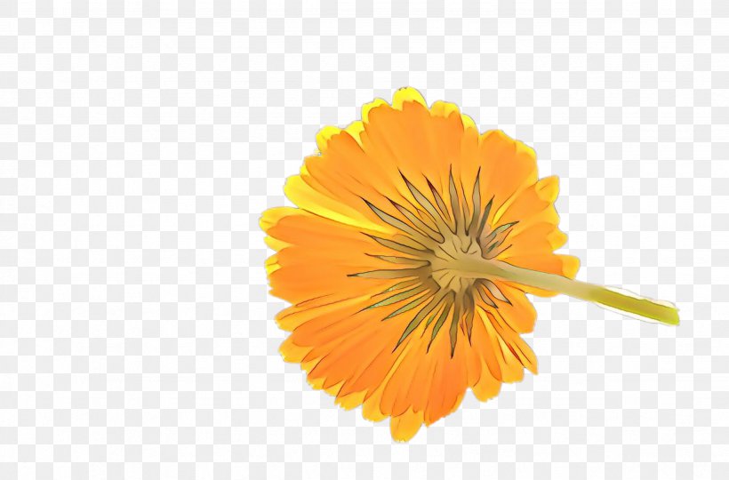 Flowers Background, PNG, 2464x1624px, Marigold, Bloom, Blossom, Calendula, Chrysanthemum Download Free