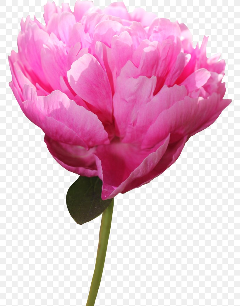 Peony Pink Flowers Clip Art, PNG, 766x1044px, Peony, Carnation, Cut Flowers, Display Resolution, Flower Download Free