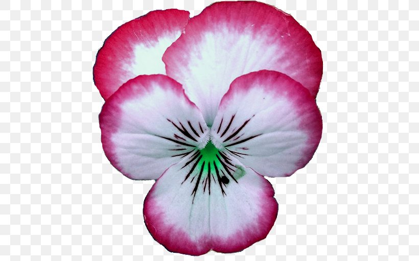 Pansy Crane's-bill Annual Plant Magenta Family, PNG, 497x511px, Pansy, Annual Plant, Family, Flower, Flowering Plant Download Free