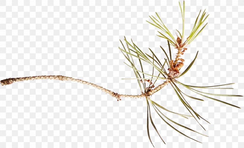 Pine Spruce Branch Clip Art, PNG, 2083x1271px, Pine, Branch, Commodity, Grass, Grass Family Download Free