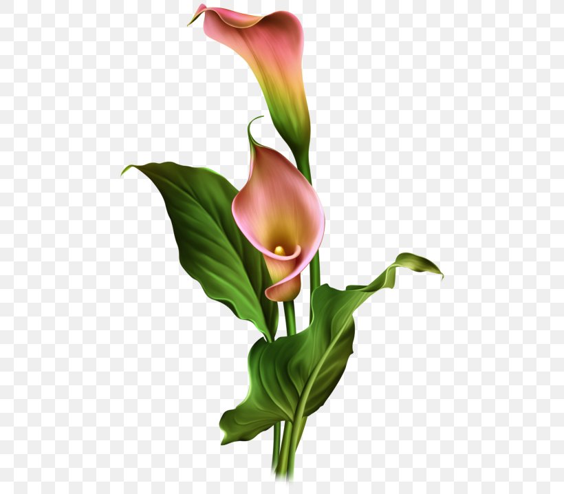 Arum Lilies Flower Arum-lily, PNG, 481x718px, Arum Lilies, Alismatales, Arum, Arum Family, Arumlily Download Free