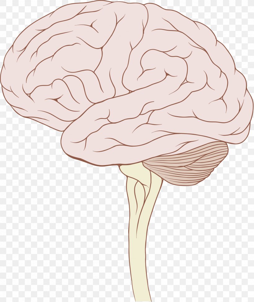 Brainstem Glioma Human Brain Brain Stem Tumor, PNG, 2000x2380px, Watercolor, Cartoon, Flower, Frame, Heart Download Free