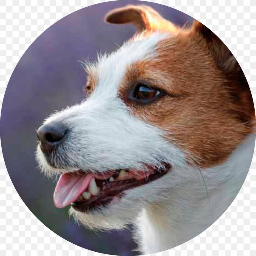 Dog Food Puppy Dog Breed Pet Food, PNG, 1195x1195px, Dog, Carnivoran, Companion Dog, Dog Breed, Dog Breed Group Download Free