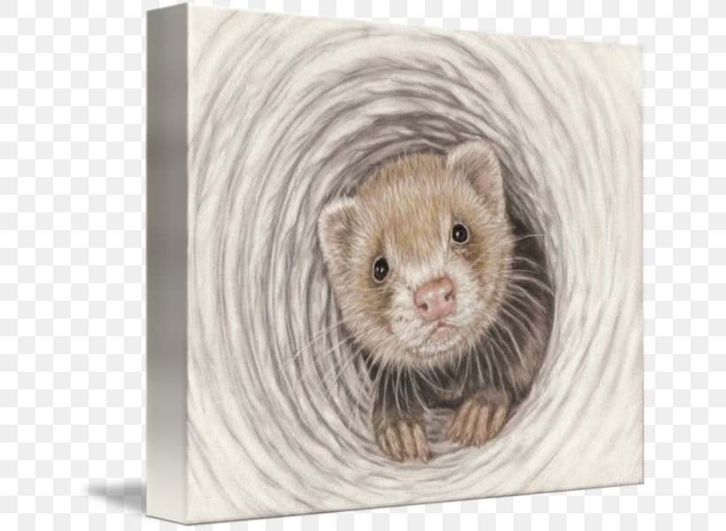 Ferret Stoat Mink Least Weasel Pet, PNG, 650x600px, Ferret, Animal, Art, Carnivoran, Doodle Download Free