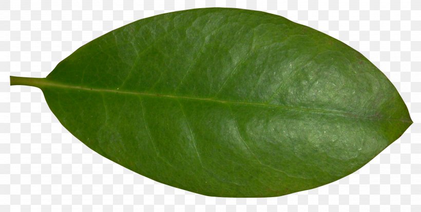 Plant Leaf, PNG, 2000x1012px, Plant, Leaf Download Free