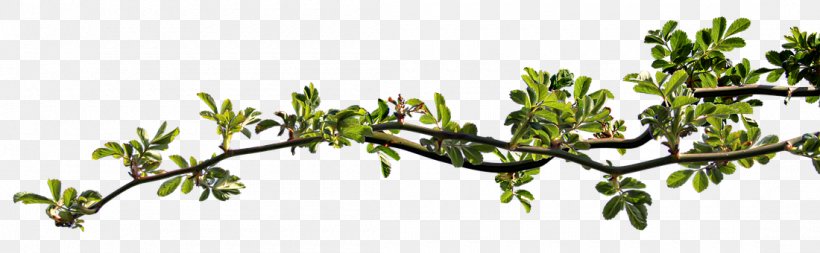 Twig Leaf Branch Rosier-feuilles, PNG, 1100x340px, Twig, Branch, Flora, Grass, Leaf Download Free
