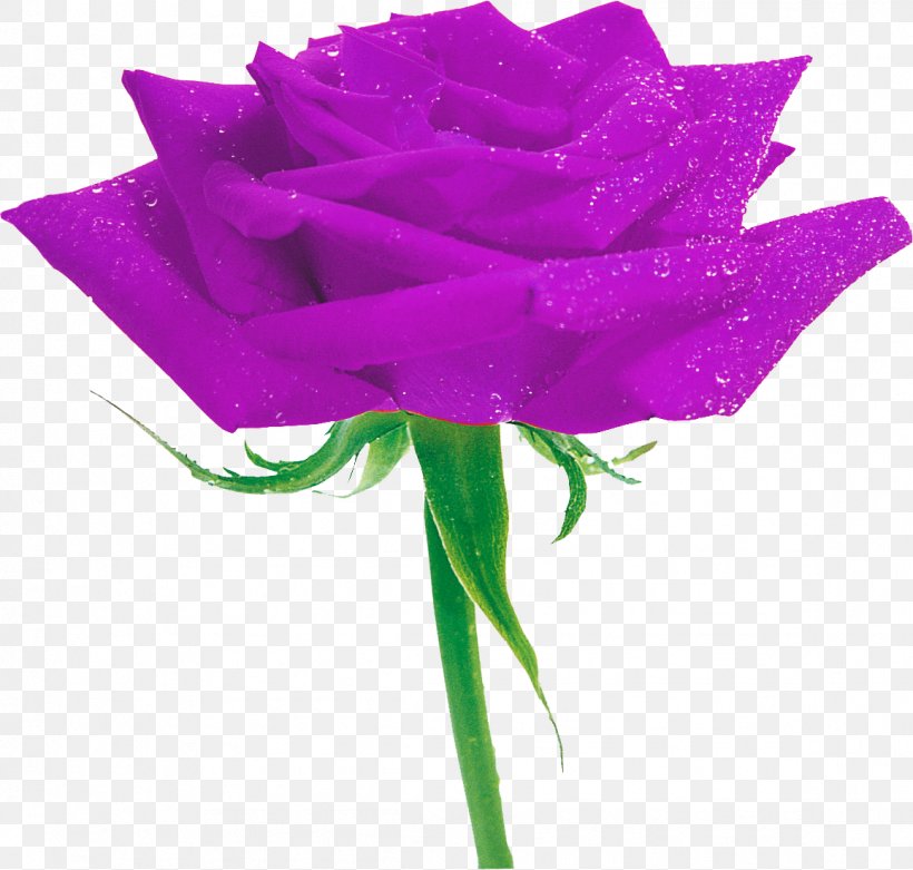 Garden Roses Purple Flower, PNG, 1157x1103px, Rose, Blue, Blue Rose, Cut Flowers, Flower Download Free