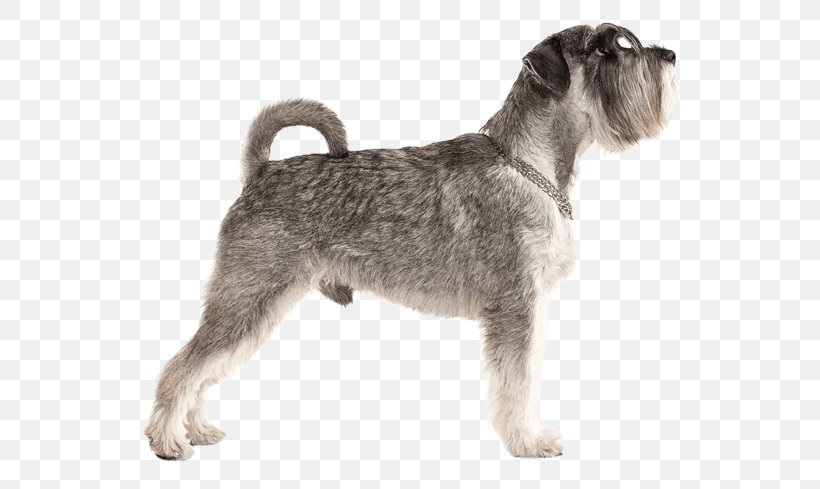 Miniature Schnauzer Standard Schnauzer Lakeland Terrier Wire Hair Fox Terrier Schnoodle, PNG, 567x489px, Miniature Schnauzer, Breed, Breed Group Dog, Carnivoran, Companion Dog Download Free