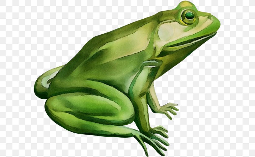 True Frog Frogs American Bullfrog Toad Tree Frog, PNG, 603x504px, Watercolor, American Bullfrog, Biology, Frogs, Paint Download Free