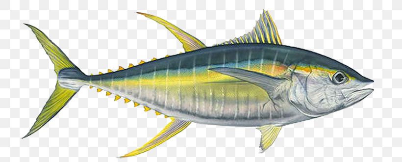 Albacore Bigeye Tuna Yellowfin Tuna Fishing, PNG, 765x330px, Albacore, Atlantic Bluefin Tuna, Bigeye Tuna, Blackfin Tuna, Bonito Download Free