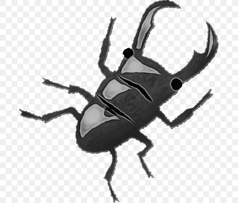 Insect Beetle Stag Beetles Weevil Japanese Rhinoceros Beetle, PNG, 686x700px, Watercolor, Beetle, Blister Beetles, Darkling Beetles, Ground Beetle Download Free