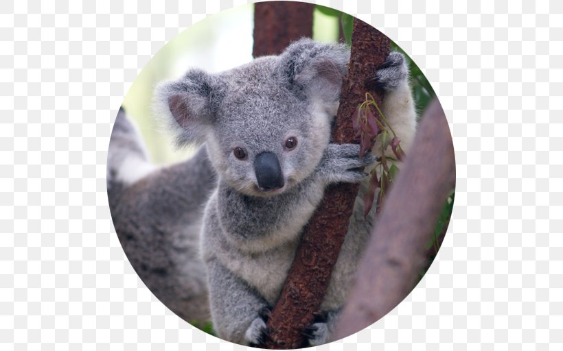 Koala Bear Marsupial Cuteness Puppy, PNG, 512x512px, Koala, Australia, Baby Koalas, Bear, Cuteness Download Free