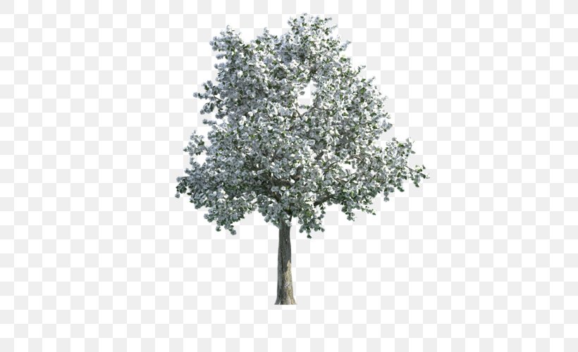 Tree Texture Mapping English Oak 3D Computer Graphics, PNG, 500x500px, 3d Computer Graphics, 3d Modeling, Tree, Autodesk 3ds Max, Branch Download Free