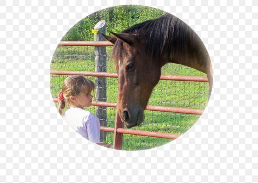 Halter Mane Foal Pony Mare, PNG, 680x584px, Halter, Bridle, Foal, Grass, Highland Terrier Download Free