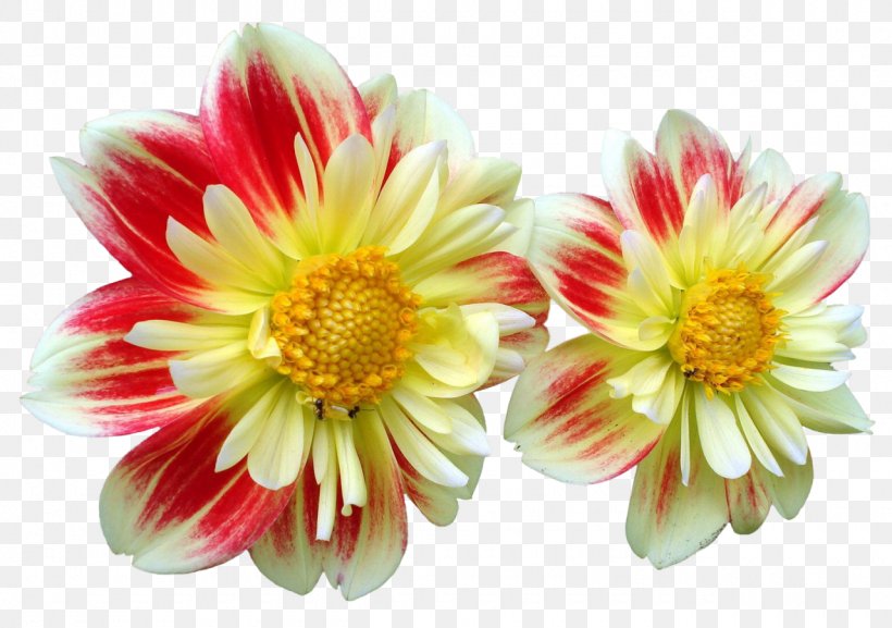 Dahlia Flower Daisy Family Clip Art, PNG, 1280x901px, Dahlia, Annual Plant, Blanket Flowers, Blog, Chrysanthemum Download Free