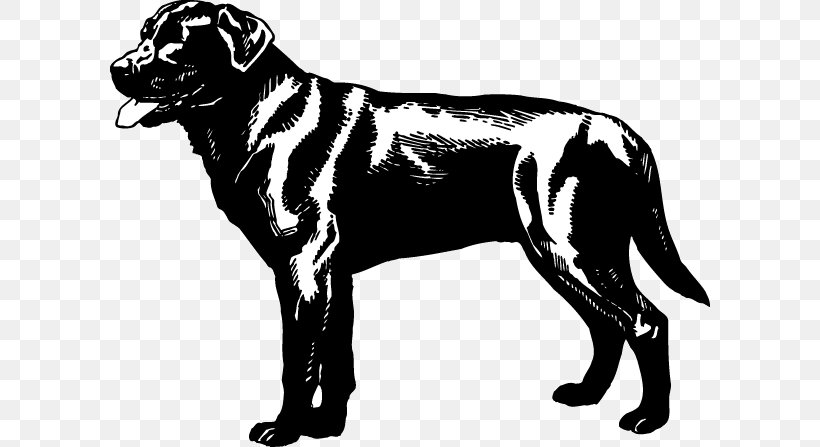 Great Dane Dog Breed Labrador Retriever Golden Retriever Rottweiler, PNG, 600x447px, Great Dane, Big Cats, Black, Black And White, Boxer Download Free