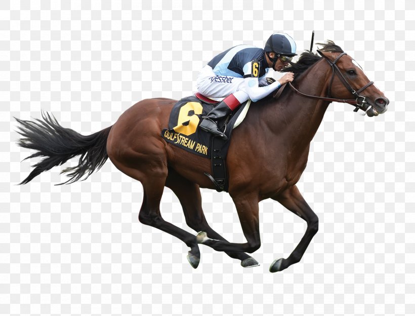 Stallion Horse Racing Thoroughbred Calumet Farm Jockey, PNG, 1600x1219px, Stallion, Animal Sports, Breed, Calumet Farm, Equestrian Download Free