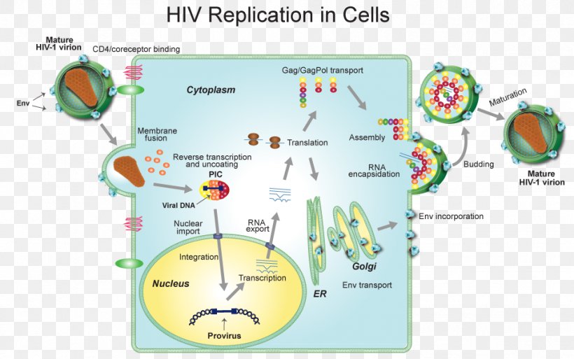 Virus HIV/AIDS Clip Art Infection Host, PNG, 963x603px, Virus, Area, Cell, Computer Virus, Diagram Download Free