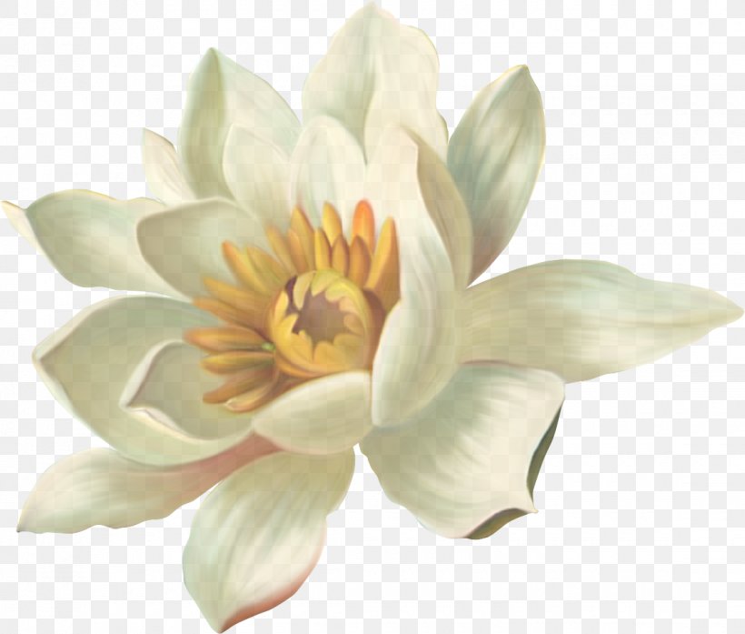 White Petal Flower Plant Aquatic Plant, PNG, 1120x953px, White, Aquatic Plant, Flower, Lotus Family, Petal Download Free