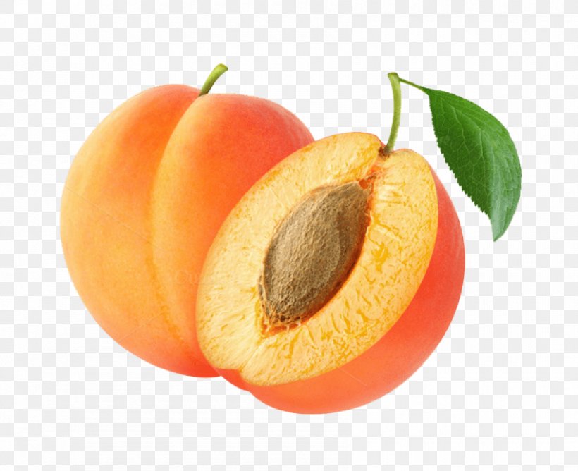 apricot clip art