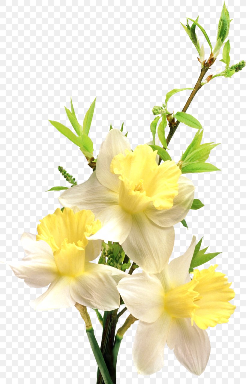 Flower Clip Art, PNG, 820x1280px, Flower, Cut Flowers, Flora, Floral Design, Floristry Download Free