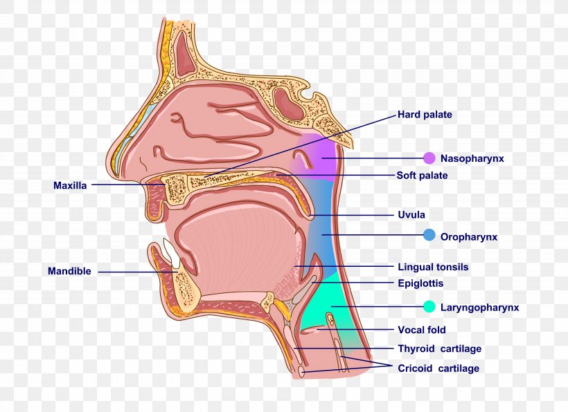 Pharynx Mouth Ear Anatomy Neck, PNG, 3819x2778px, Watercolor, Cartoon, Flower, Frame, Heart Download Free