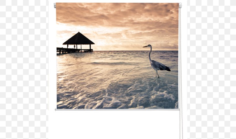 Stock Photography Room, PNG, 591x483px, Stock Photography, Accommodation, Beach, Beak, Bird Download Free