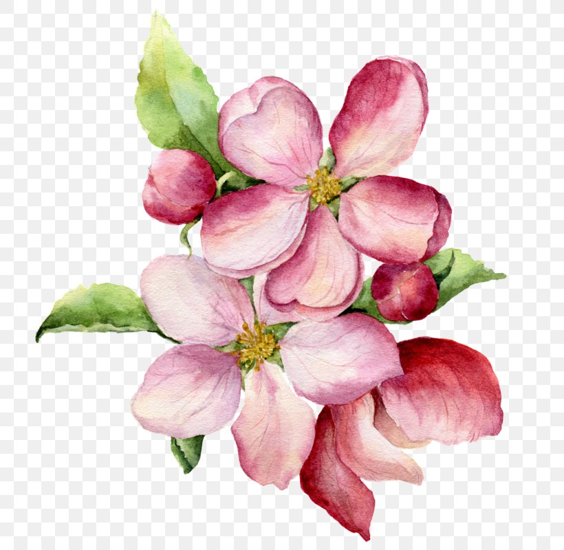 Watercolor Painting Illustration Vector Graphics Royalty-free, PNG, 800x800px, Watercolor Painting, Art, Blossom, Branch, Cut Flowers Download Free
