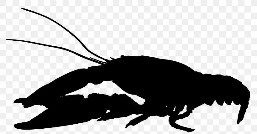 Beak Clip Art Silhouette Fauna Invertebrate, PNG, 800x428px, Beak, Blackandwhite, Claw, Crayfish, Decapoda Download Free