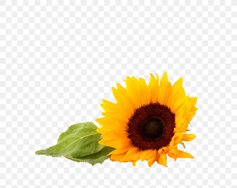 Common Sunflower Light Wallpaper, PNG, 650x650px, Common Sunflower, Daisy Family, Flower, Flower Bouquet, Flowering Plant Download Free